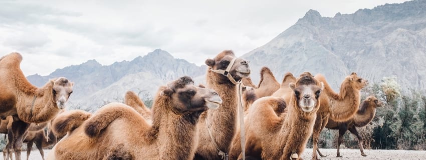 Leh Ladakh, India