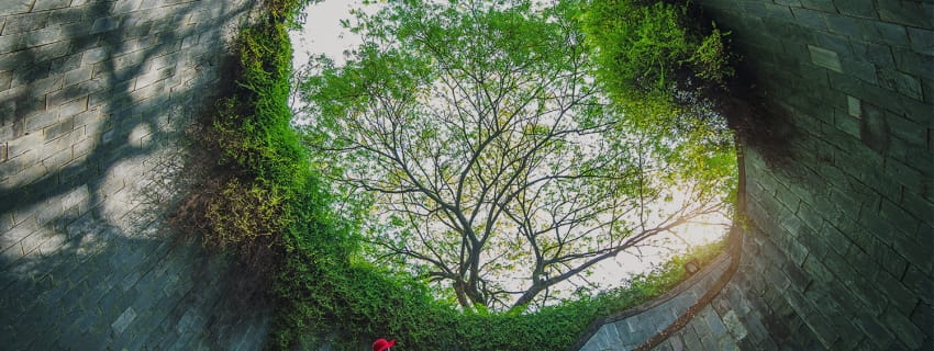 อุโมงค์ต้นไม้, สิงคโปร์