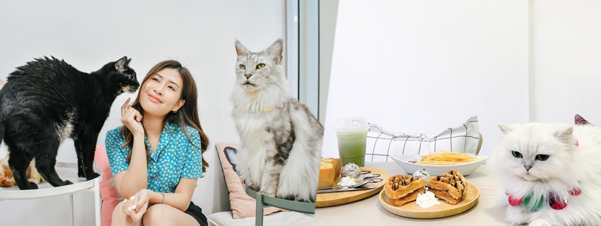 Year of the cat cafe, จรัญ 19